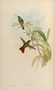 Amazilia riefferi = Amazilia tzacatl de John Gould
